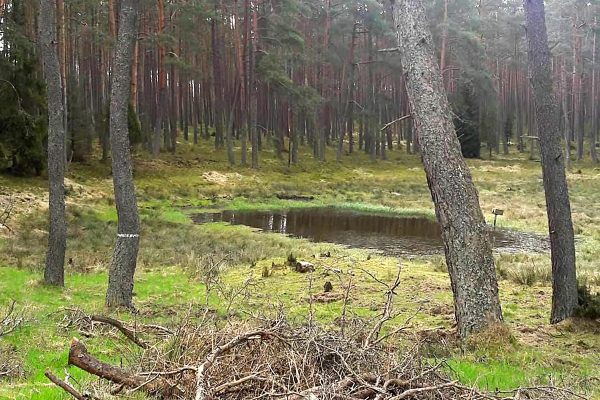 Leśne oznaczenia, czyli tajne kody leśników